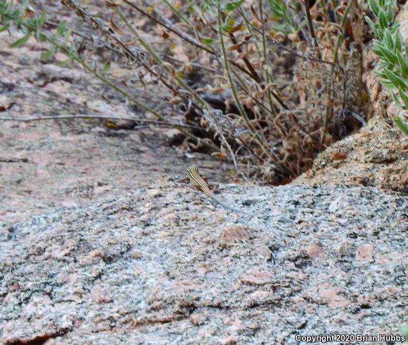 Plateau Striped Whiptail (Aspidoscelis velox)