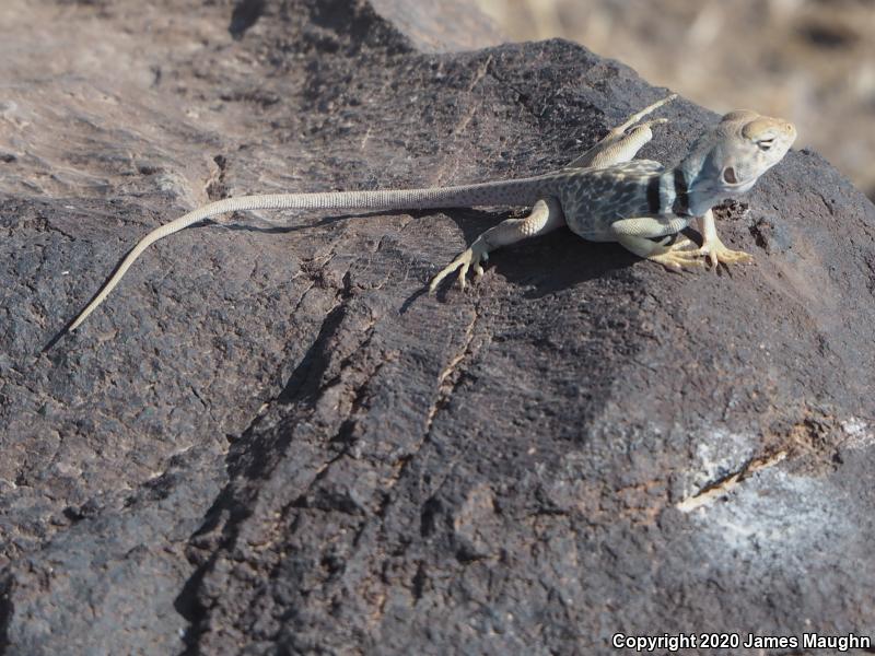 Great Basin Collared Lizard (Crotaphytus bicinctores)