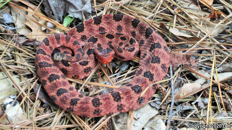 Carolina Pigmy Rattlesnake (Sistrurus miliarius miliarius)