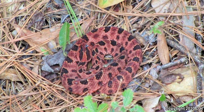 Carolina Pigmy Rattlesnake (Sistrurus miliarius miliarius)