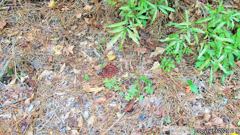 Carolina Pigmy Rattlesnake (Sistrurus miliarius miliarius)