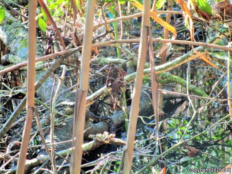 Eastern Cottonmouth (Agkistrodon piscivorus piscivorus)