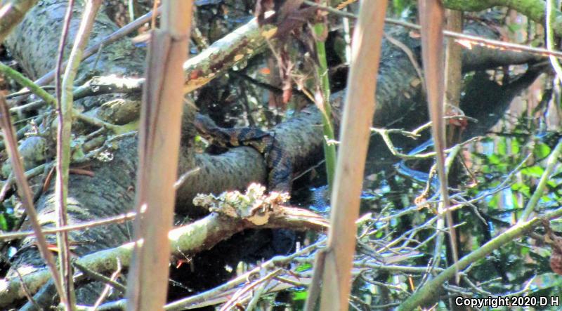 Eastern Cottonmouth (Agkistrodon piscivorus piscivorus)