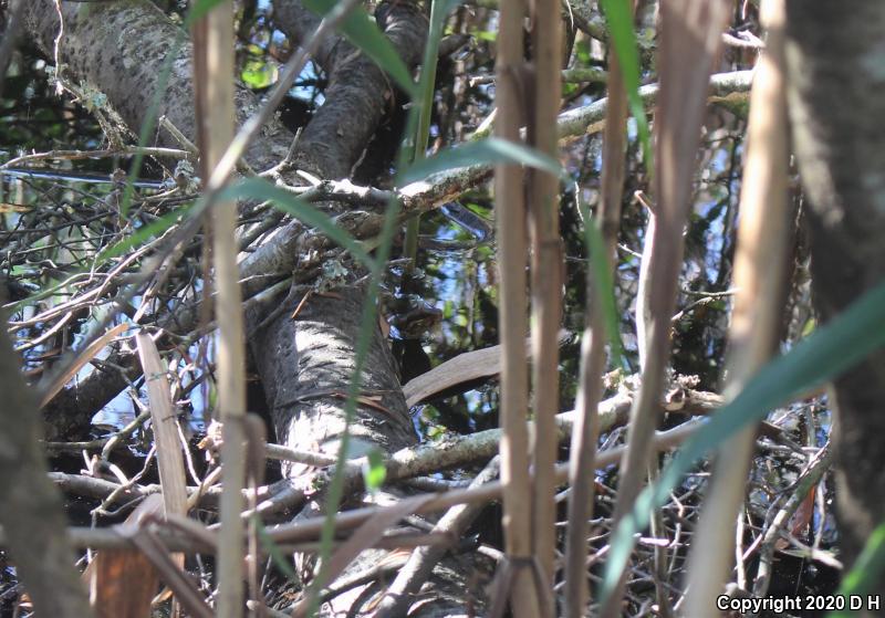 Eastern Cottonmouth (Agkistrodon piscivorus piscivorus)