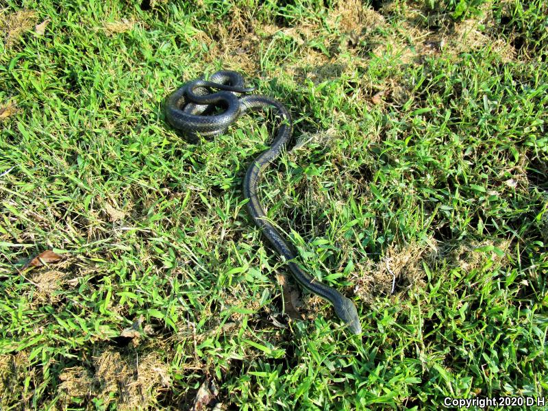 Black Ratsnake (Pantherophis obsoletus obsoletus)