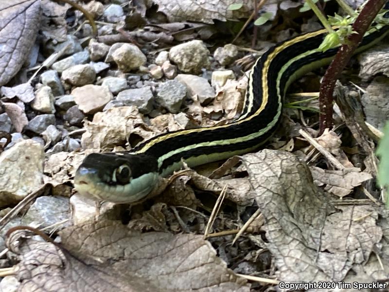 Orange-striped Ribbonsnake (Thamnophis proximus proximus)