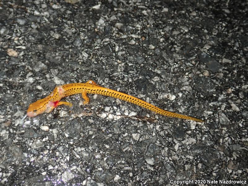 Long-tailed Salamander (Eurycea longicauda longicauda)