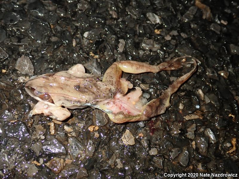 Wood Frog (Lithobates sylvaticus)