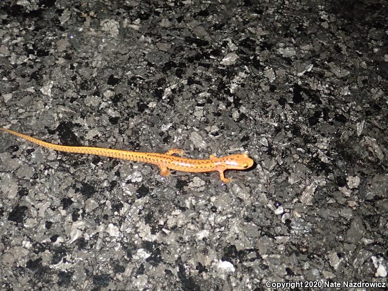 Long-tailed Salamander (Eurycea longicauda longicauda)