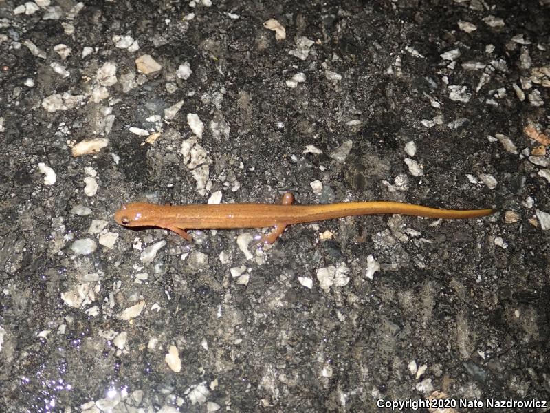 Northern Two-lined Salamander (Eurycea bislineata)