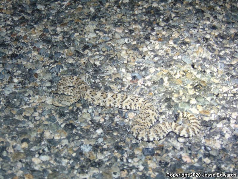 Speckled Rattlesnake (Crotalus mitchellii)