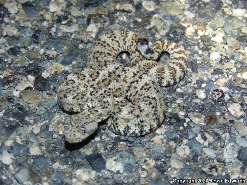 Speckled Rattlesnake (Crotalus mitchellii)