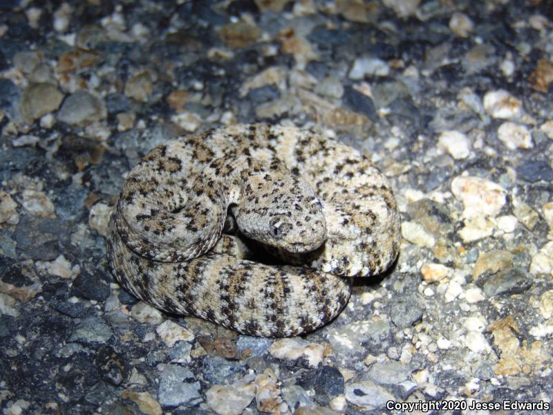 Speckled Rattlesnake (Crotalus mitchellii)