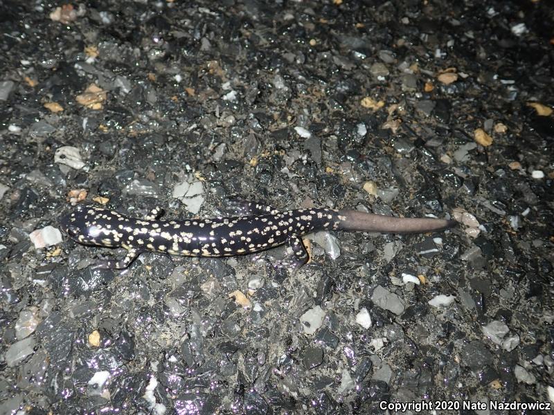 Northern Slimy Salamander (Plethodon glutinosus)