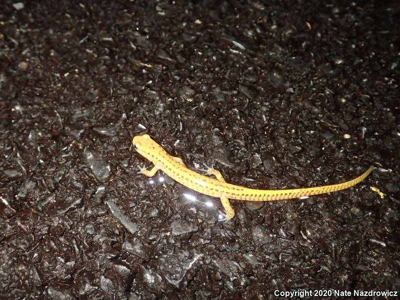 Long-tailed Salamander (Eurycea longicauda longicauda)