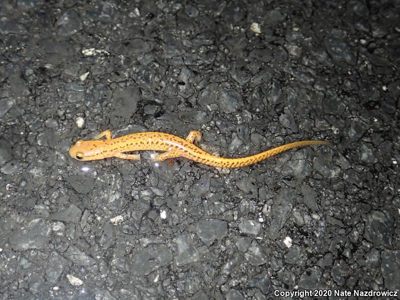 Long-tailed Salamander (Eurycea longicauda longicauda)