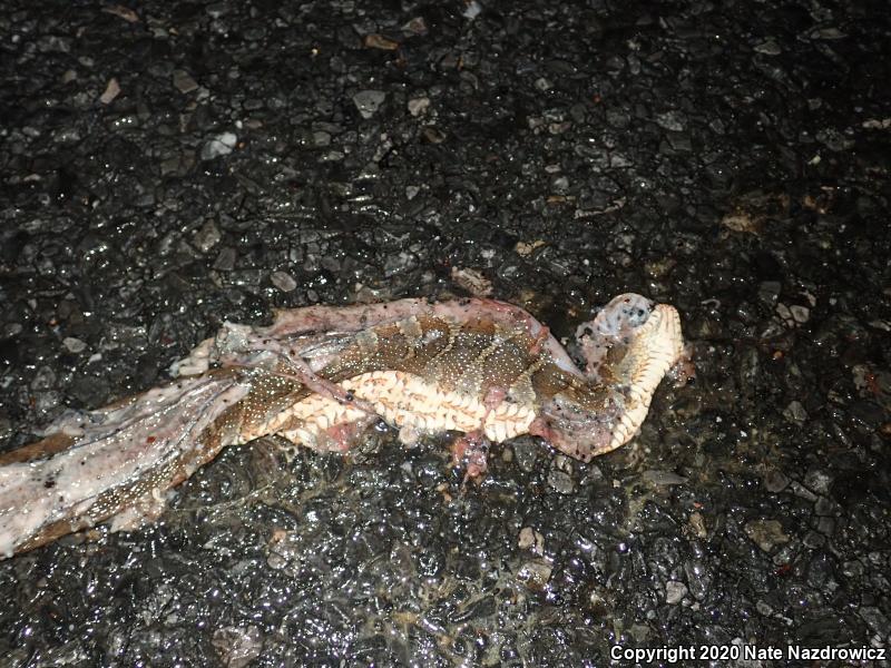 Northern Watersnake (Nerodia sipedon sipedon)