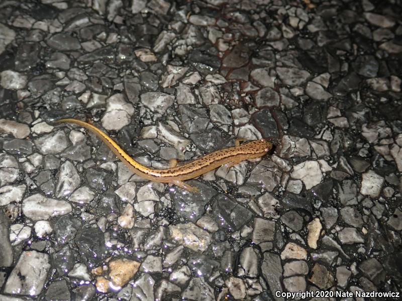 Northern Two-lined Salamander (Eurycea bislineata)