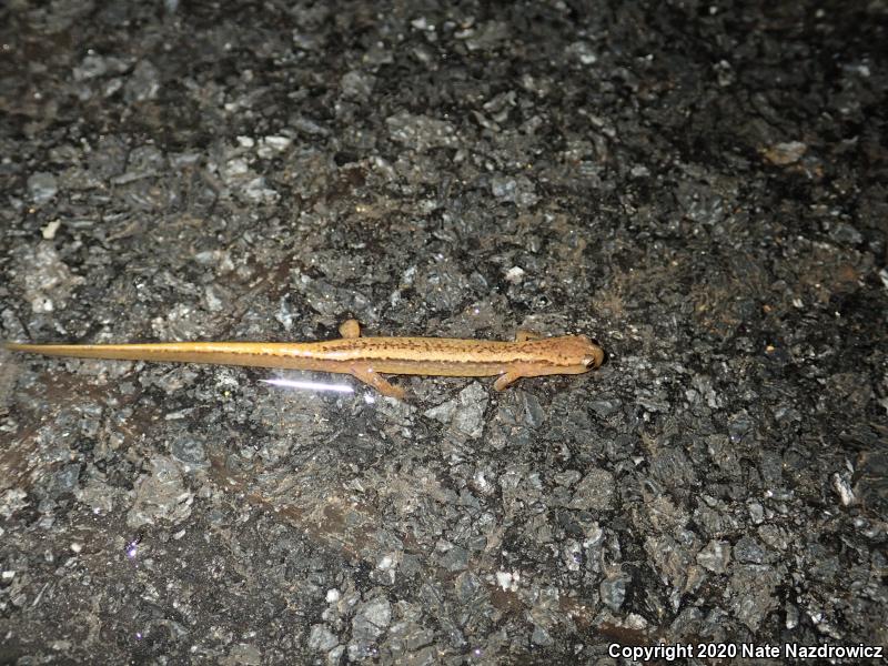 Northern Two-lined Salamander (Eurycea bislineata)