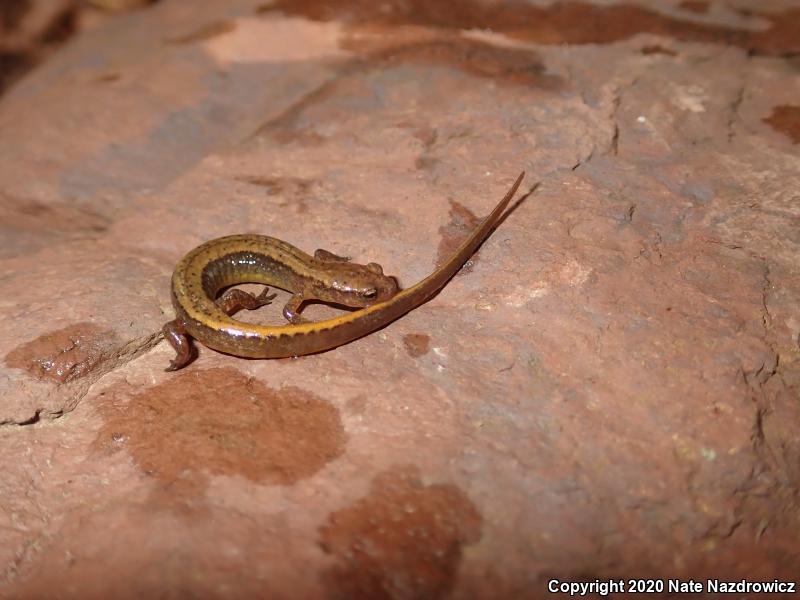 Northern Two-lined Salamander (Eurycea bislineata)