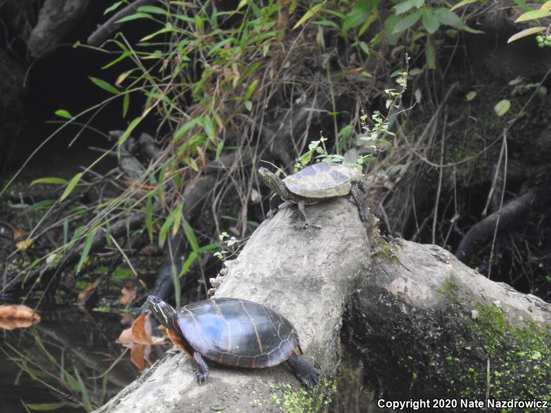 Northern Map Turtle (Graptemys geographica)