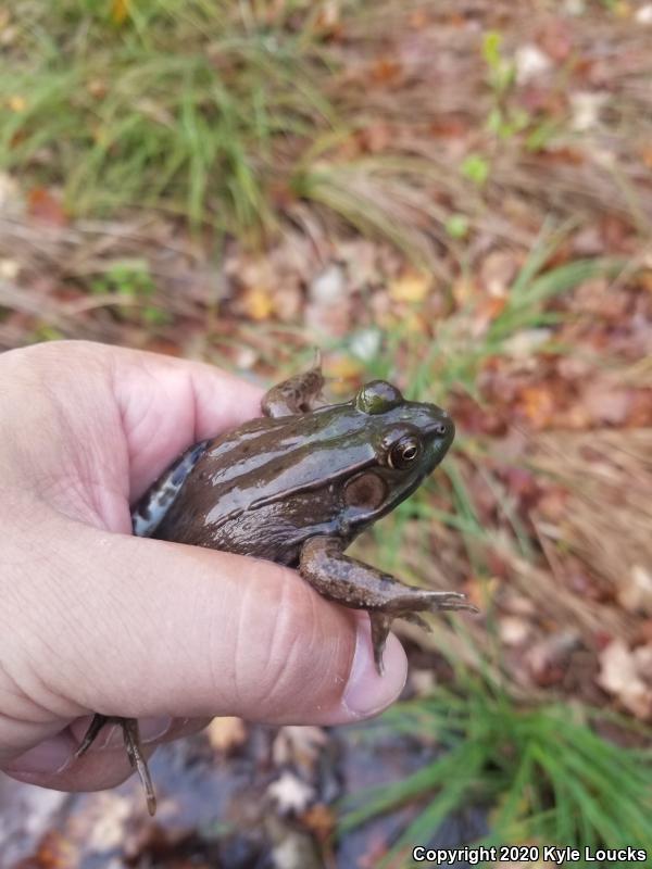 Northern Green Frog (Lithobates clamitans melanota)