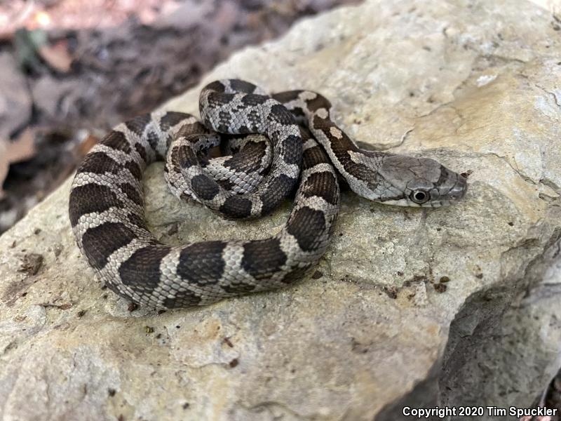 Black Ratsnake (Pantherophis obsoletus obsoletus)