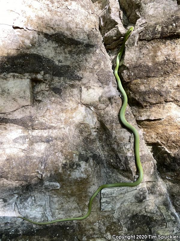 Northern Rough Greensnake (Opheodrys aestivus aestivus)