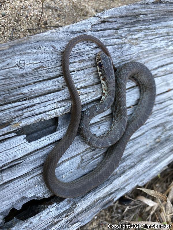 Southern Black Racer (Coluber constrictor priapus)