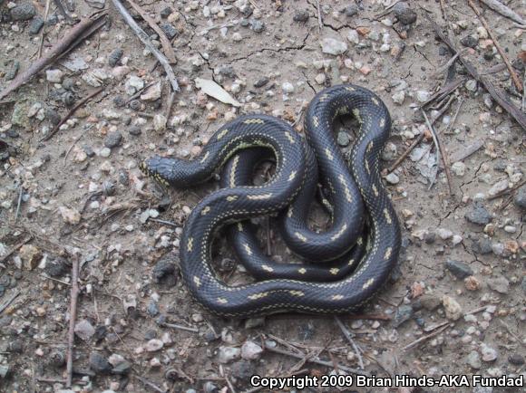 California Kingsnake (Lampropeltis getula californiae)