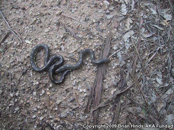 California Kingsnake (Lampropeltis getula californiae)