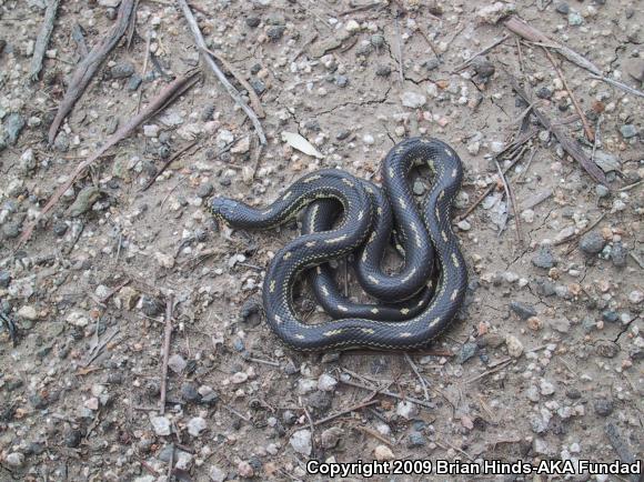 California Kingsnake (Lampropeltis getula californiae)