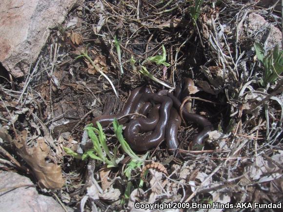 Southern Rubber Boa (Charina umbratica)