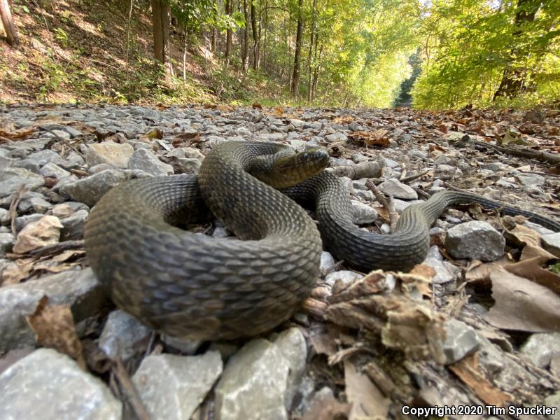 Mississippi Green Watersnake (Nerodia cyclopion)