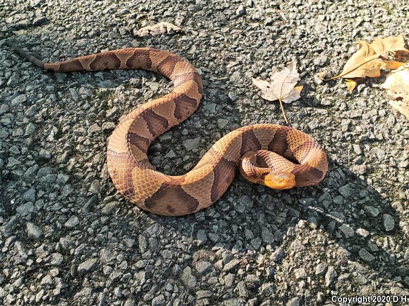 Northern  Copperhead (Agkistrodon contortrix mokasen)