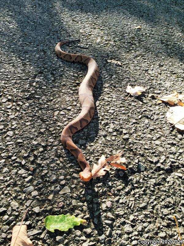 Northern  Copperhead (Agkistrodon contortrix mokasen)