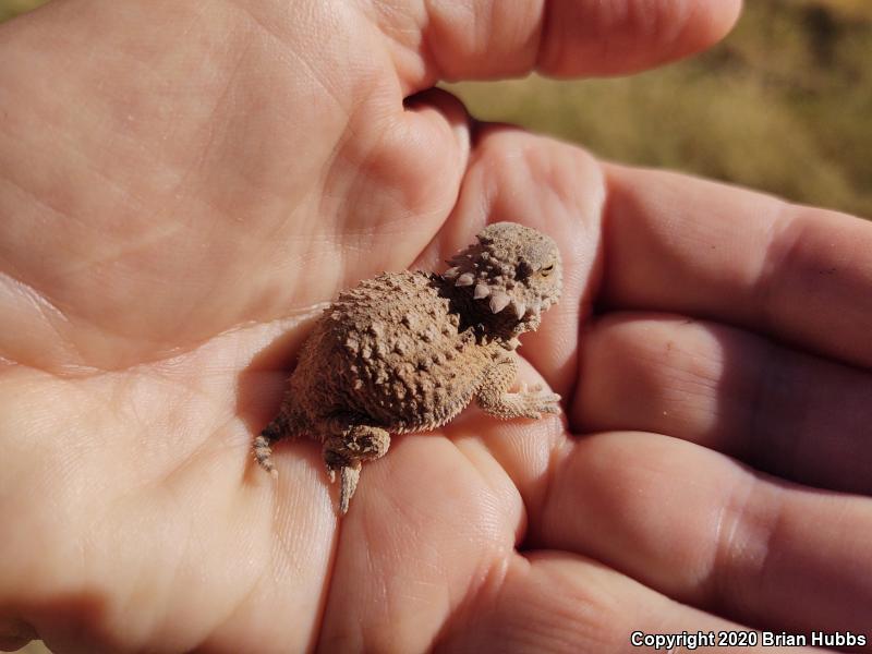 Regal Horned Lizard (Phrynosoma solare)