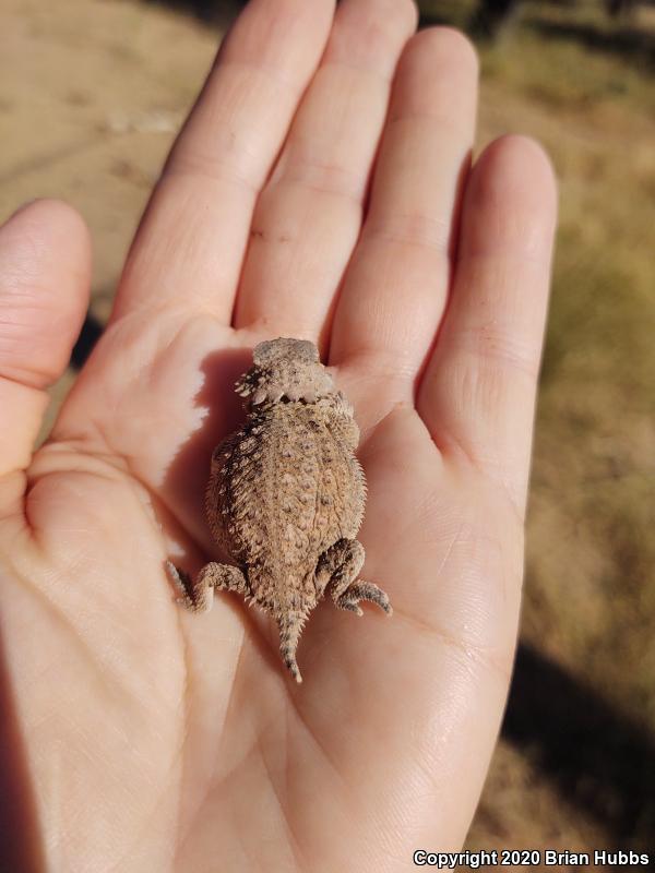 Regal Horned Lizard (Phrynosoma solare)