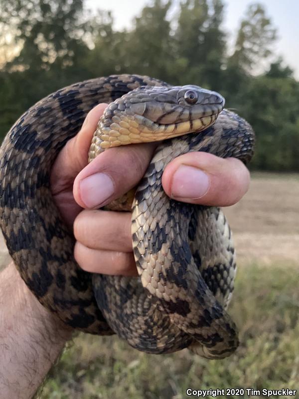 Diamond-backed Watersnake (Nerodia rhombifer rhombifer)