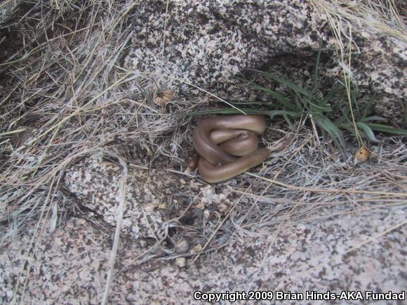 Southern Rubber Boa (Charina umbratica)