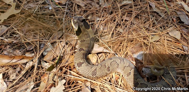 Eastern Hog-nosed Snake (Heterodon platirhinos)