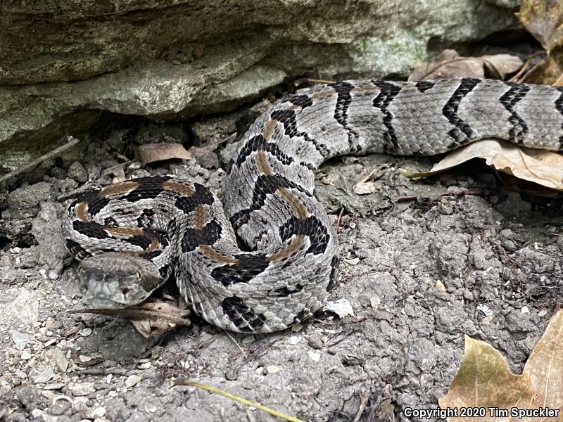 Timber Rattlesnake (Crotalus horridus)