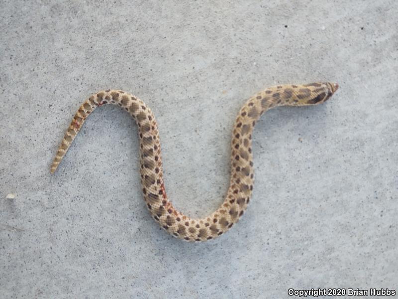 Mexican Hog-nosed Snake (Heterodon kennerlyi)