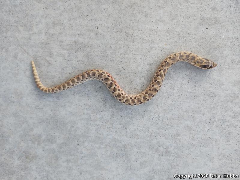 Mexican Hog-nosed Snake (Heterodon kennerlyi)