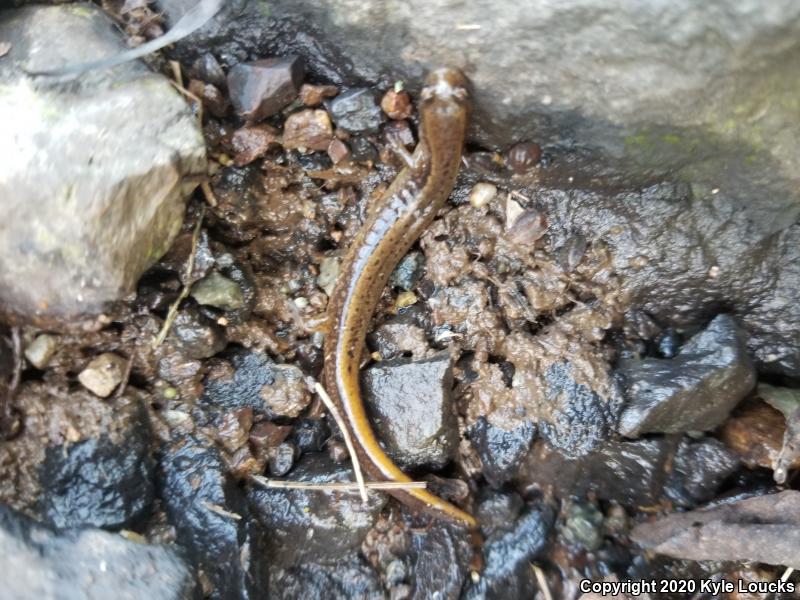 Northern Two-lined Salamander (Eurycea bislineata)