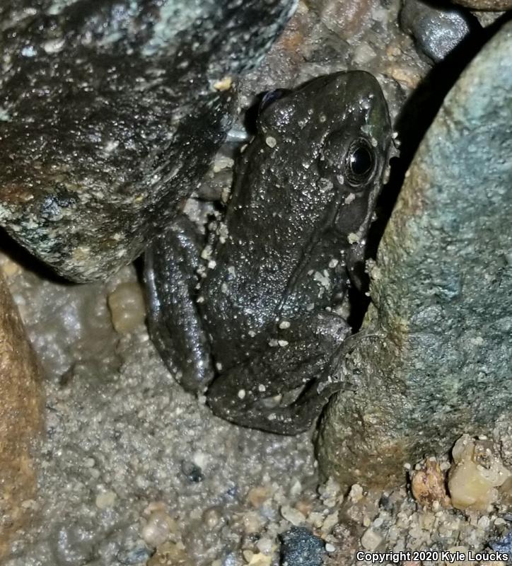 Northern Green Frog (Lithobates clamitans melanota)