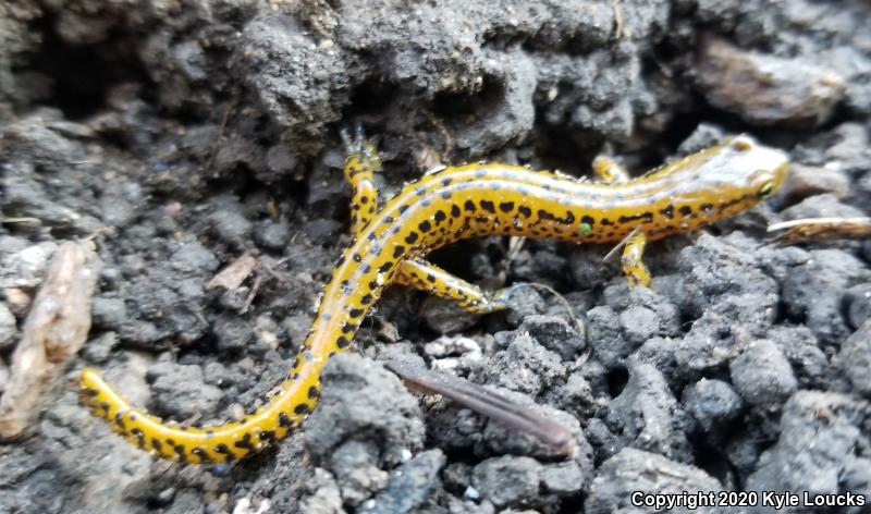 Long-tailed Salamander (Eurycea longicauda longicauda)