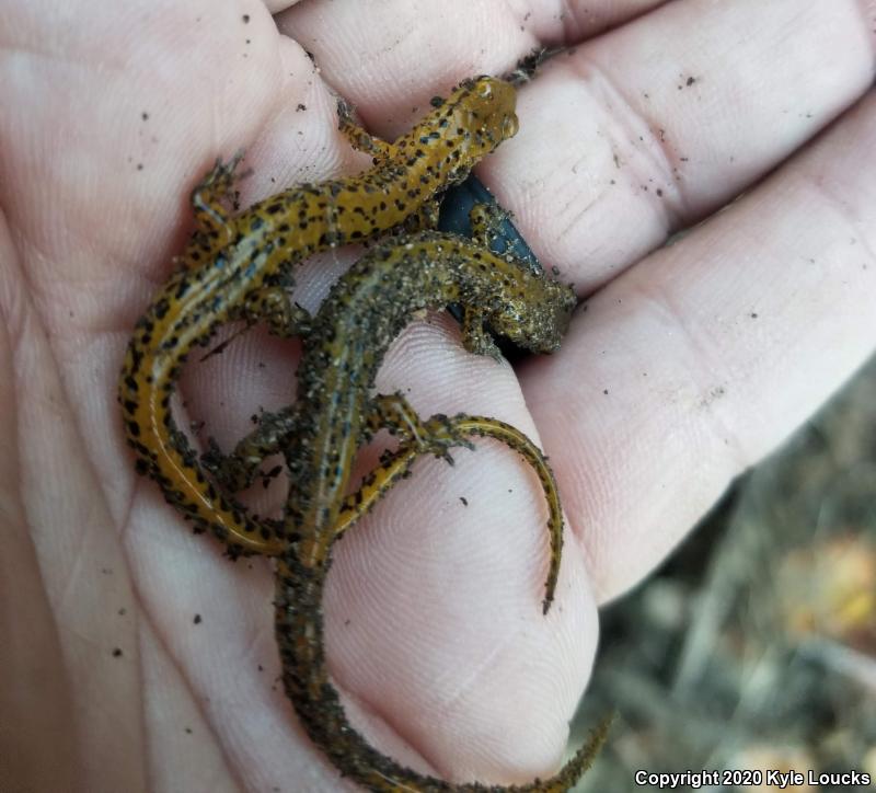 Long-tailed Salamander (Eurycea longicauda longicauda)