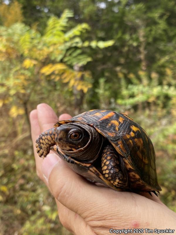 Eastern Box Turtle (Terrapene carolina carolina)