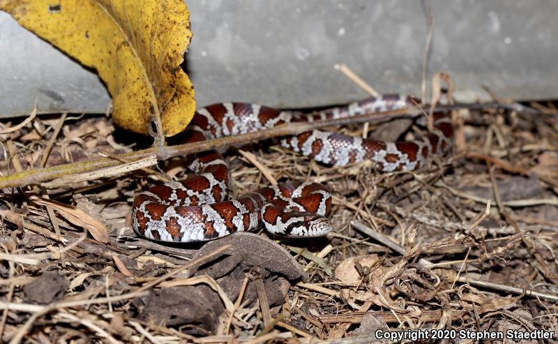 Eastern Milksnake (Lampropeltis triangulum triangulum)